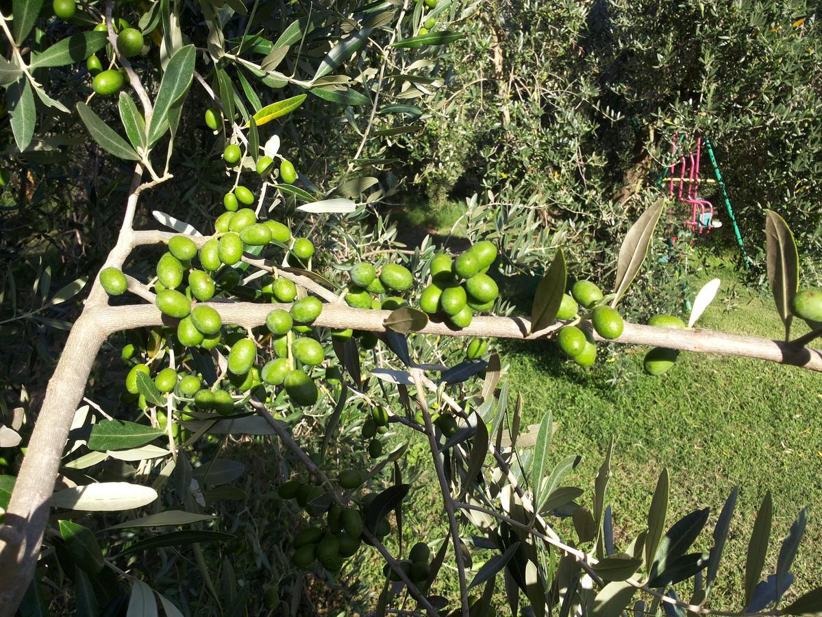 Agriturismo Casale Bonaparte Cellere Eksteriør bilde